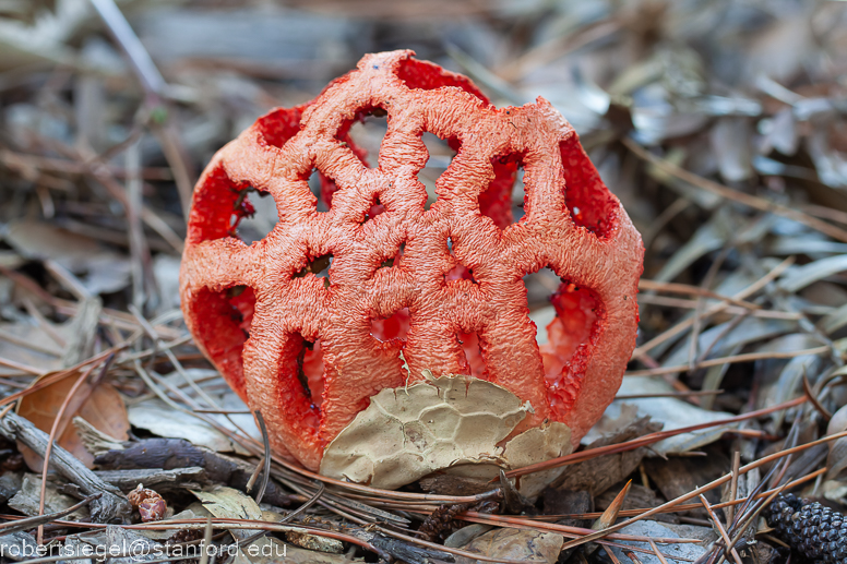 clathrus